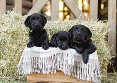 Milford Labradors