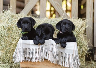 Milford Labradors