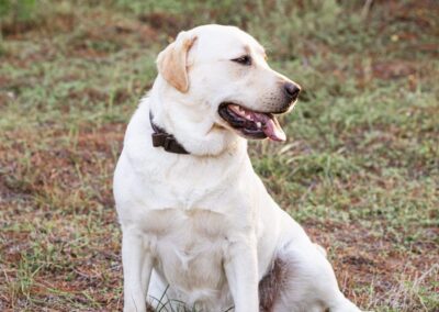 Milford Labradors
