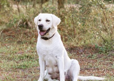 Milford Labradors