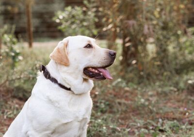 Milford Labradors